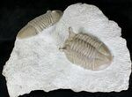 Large Asaphus Platyurus + Asaphus Intermedius Trilobites #20020-2
